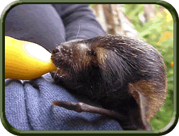 Spectacled Flying Fox Bub with Bottle