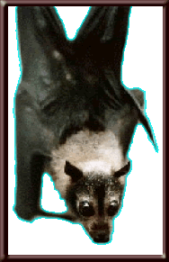 Spectacled Flying Fox