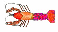 crayfish