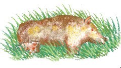 sow and piglet