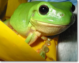 green tree frog in shower room