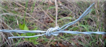 barbed wire knot