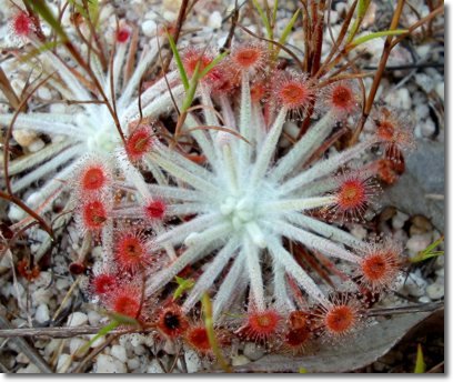Walsh River sundews. Drosera, about 5cm (2 inches) across. 