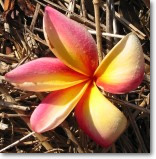 frangipani blossoms in the Dry Season
