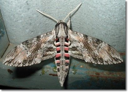 Hawkmoth visits our Shed in August