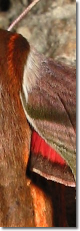 hawk moth detail suggets a tapestry