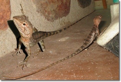 Tommy Round-head or a Northern Two-lined Dragon