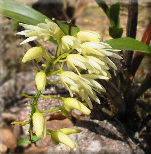 native orchid in bloom